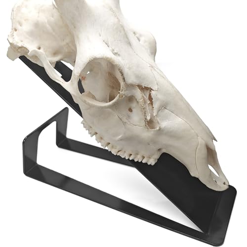 VMSIXVM European Mount Skull Hanger Stand, Heavy Duty Table Top Skull Hanger for Deer Head, Pronghorn and Other Smaller Animals, Euro Mount Taxidermy Deer Head Hooker for Desk Shelf Display