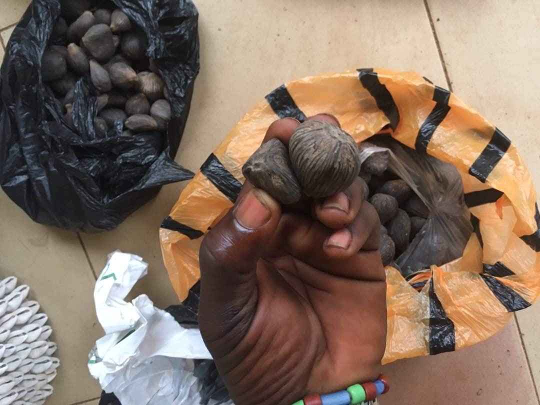 Ikines Hand for OSHA Ifa Santeria.