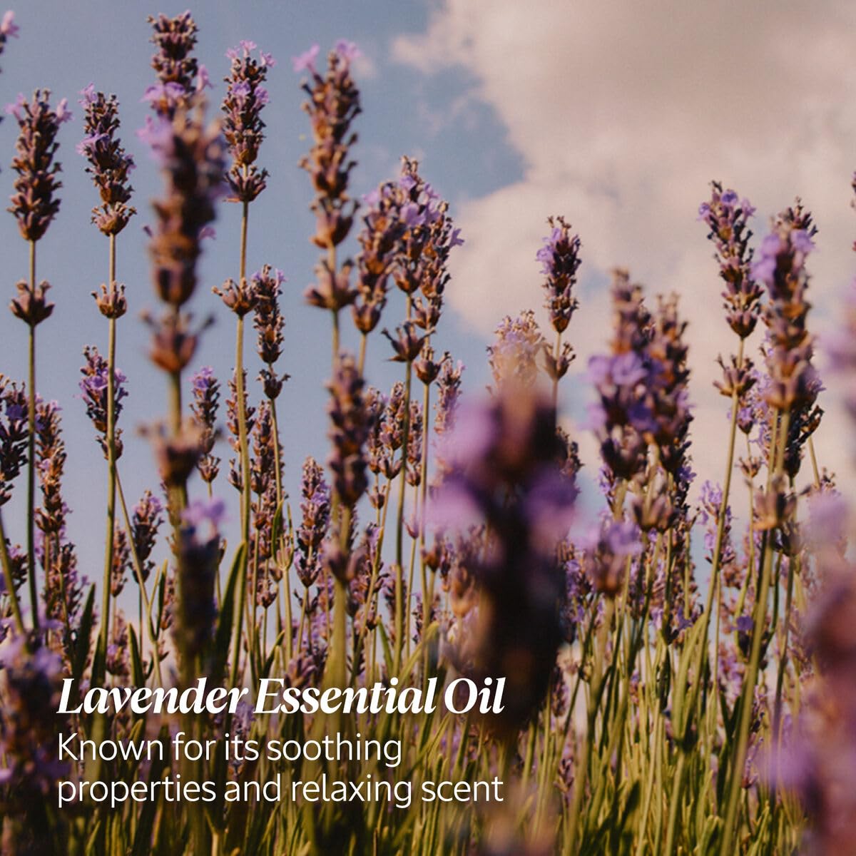 L'OCCITANE Nourishing Lavender Hand Cream Enriched with Lavender Essential Oil and Shea Butter. 1.00 fl oz