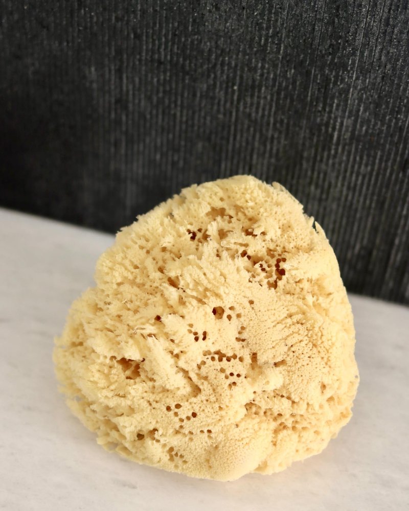 Real Sea Sponge for Men - Extra Large 6"-7", Totally Natural, Kind on Skin for an Invigorating Shower, Supplied in Breathable Mesh Bag. Great for The Gym, Grooming, Bath & Body Gift by Constantia Man