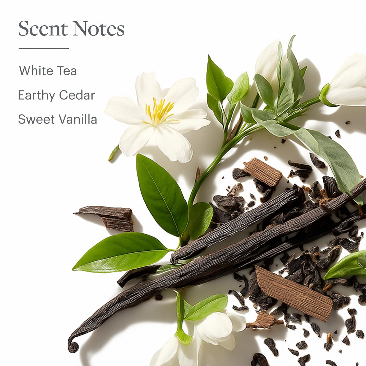 Westin White Tea Aloe Shampoo - Vitamin and Antioxidant-Packed Shampoo for All Hair Types - Signature White Tea Aloe Scent - 8 ounces