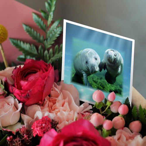 3dRose 2 Manatees looking At You - Greeting Cards, 6 x 6 inches, set of 6 (gc_39647_1)