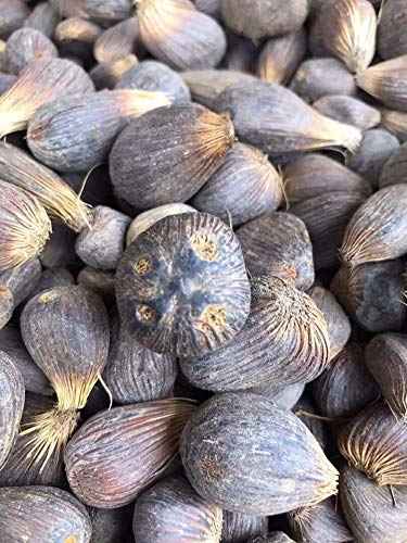 Ikines Hand for OSHA Ifa Santeria.