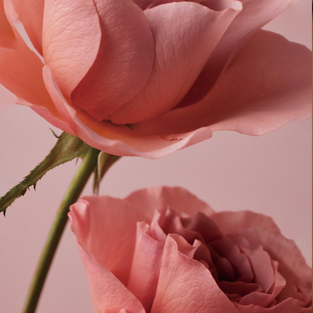 BONAJOUR] Rose Stem Cell Cream, Moisturizing Vegan Cream 1.69 Fl.oz