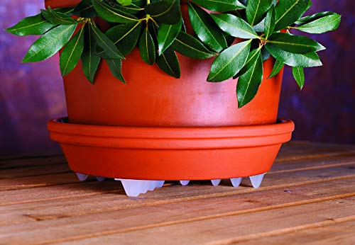 Bosmere Down Under Plant Stand,12", Clear