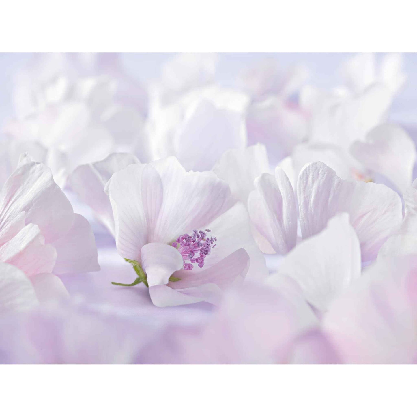 Weleda Baby Derma Face Cream, White Mallow, 1.7 Fl Oz