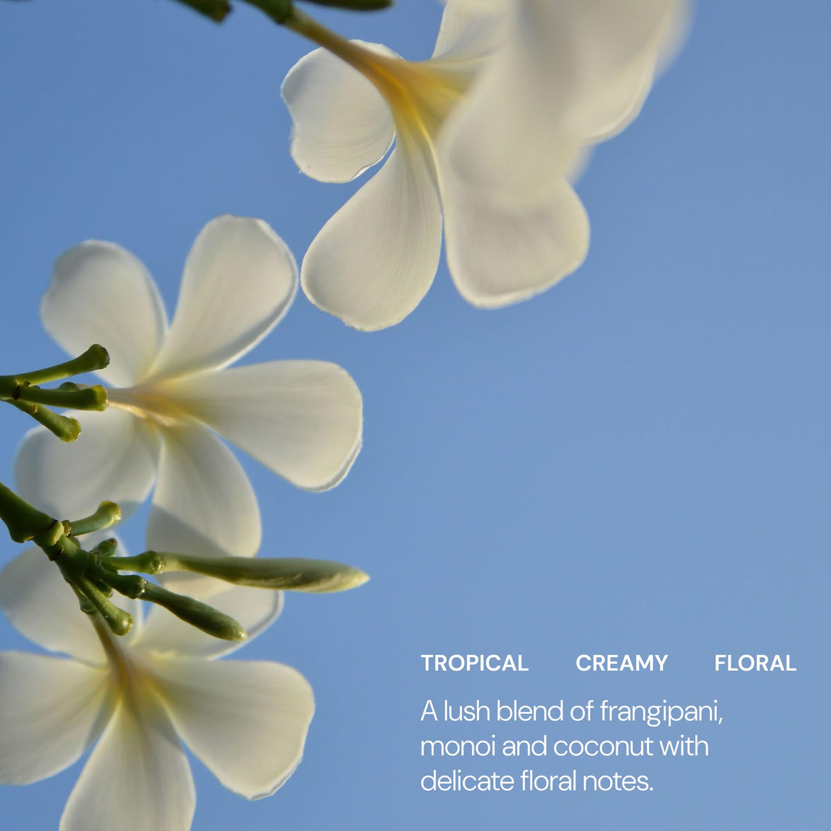 ELEMIS Frangipani Monoi Body Oil 100ml, Luxurious Nourishing Oil for Soft, Hydrated Skin & Hair