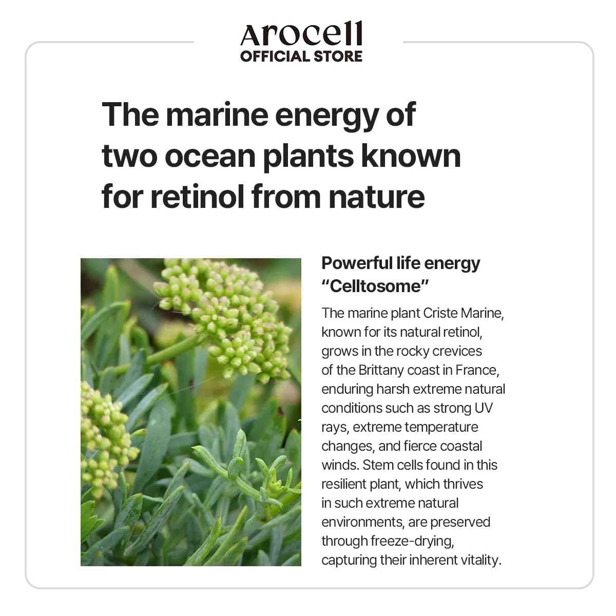 AROCELL Botulcare Graphene Face Mask 5 Sheets 25ml–Korean Skincare Collagen Peptide Sheet Mask for Firming, Elasticity, Hydrating, Moisturizing, Pore Care with High Adhesion Non-Drip Hydrogel Fit