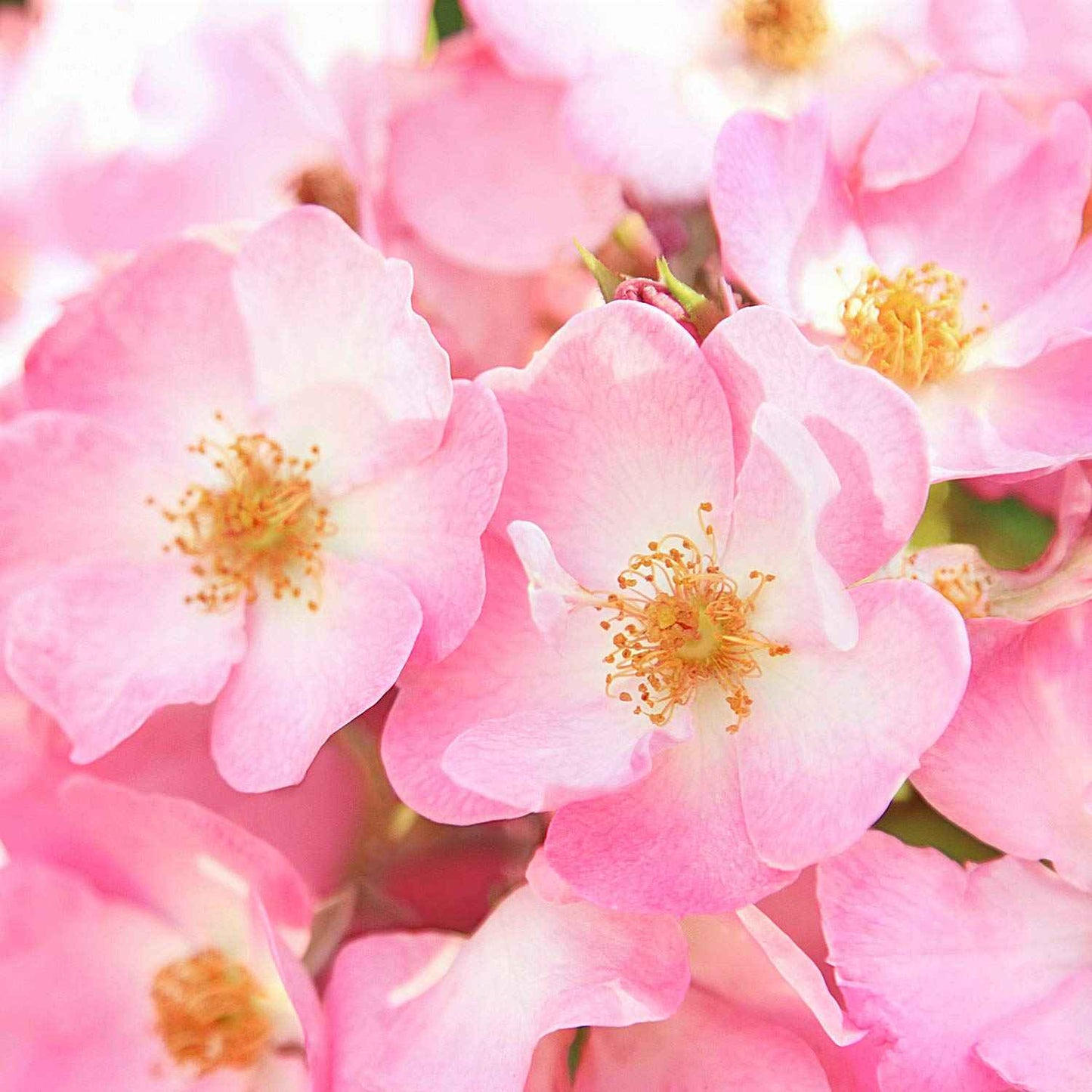 Weleda Pampering Wild Rose Body Lotion, Plant Rich Moisturizer with Wild Rose Oil, Jojoba Oil and Shea Butter, 6.8 Fl Oz (Pack of 2)