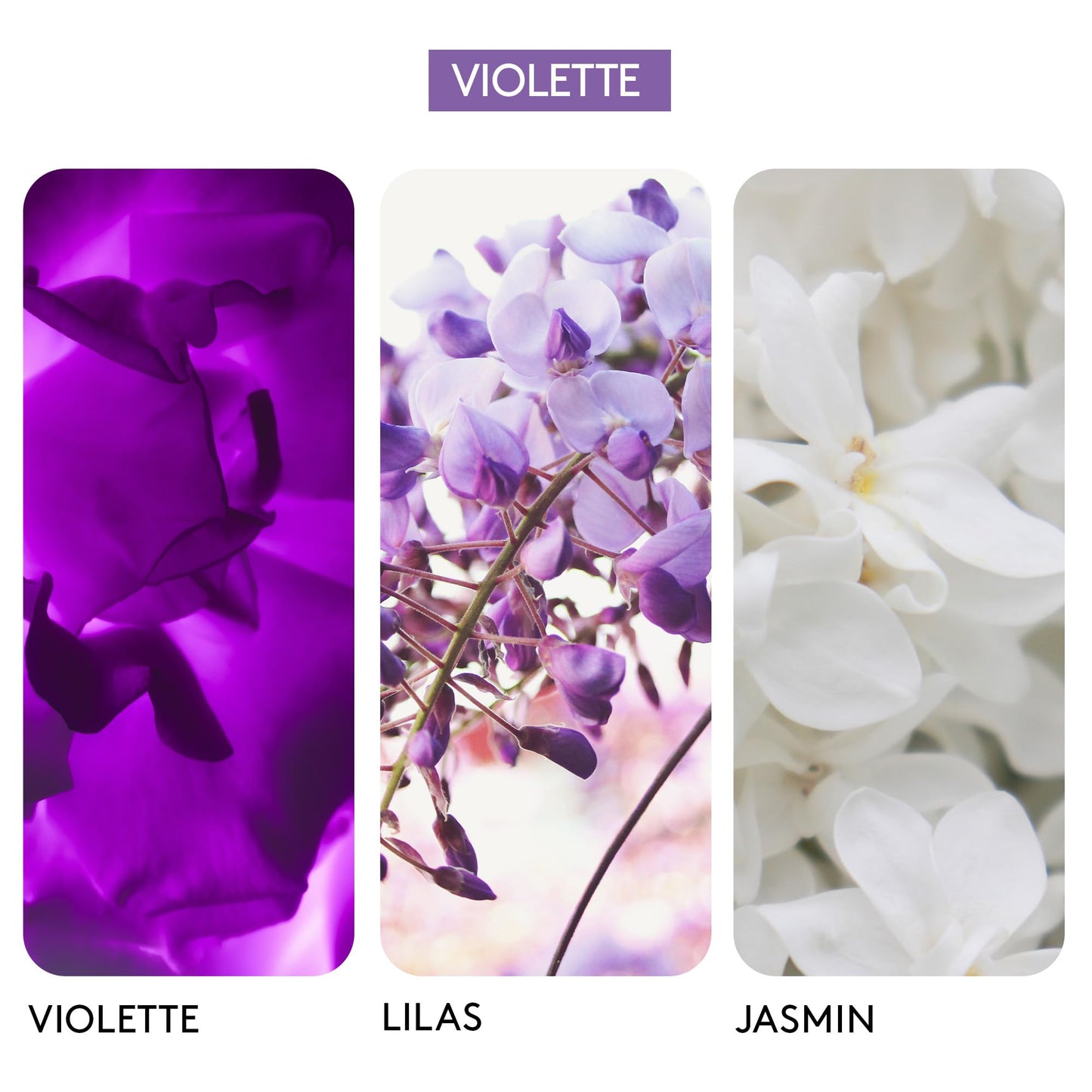 Berdoues 1902 Violet Eau de Cologne | Floral, Long Lasting Scent Made in France | Spray Fragrance for Men and Women with Violet, Lilac & Jasmine| Luxury Unisex Perfume 4.2 Fl Oz
