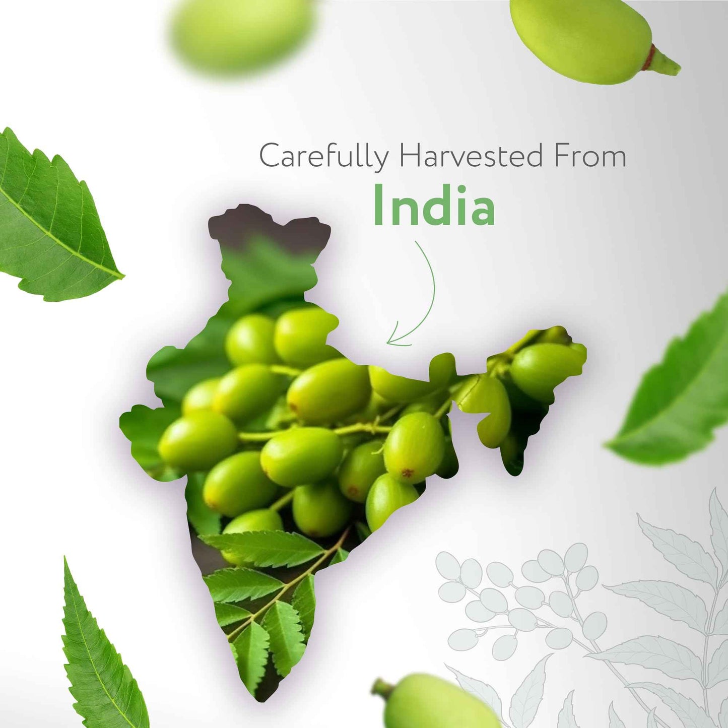 HBNO Organic Neem Oil - 4 oz (120ml) Value Size - Ideal for Face wash, Lotions, Skincare, and Hair Care Products (Glass Bottle)