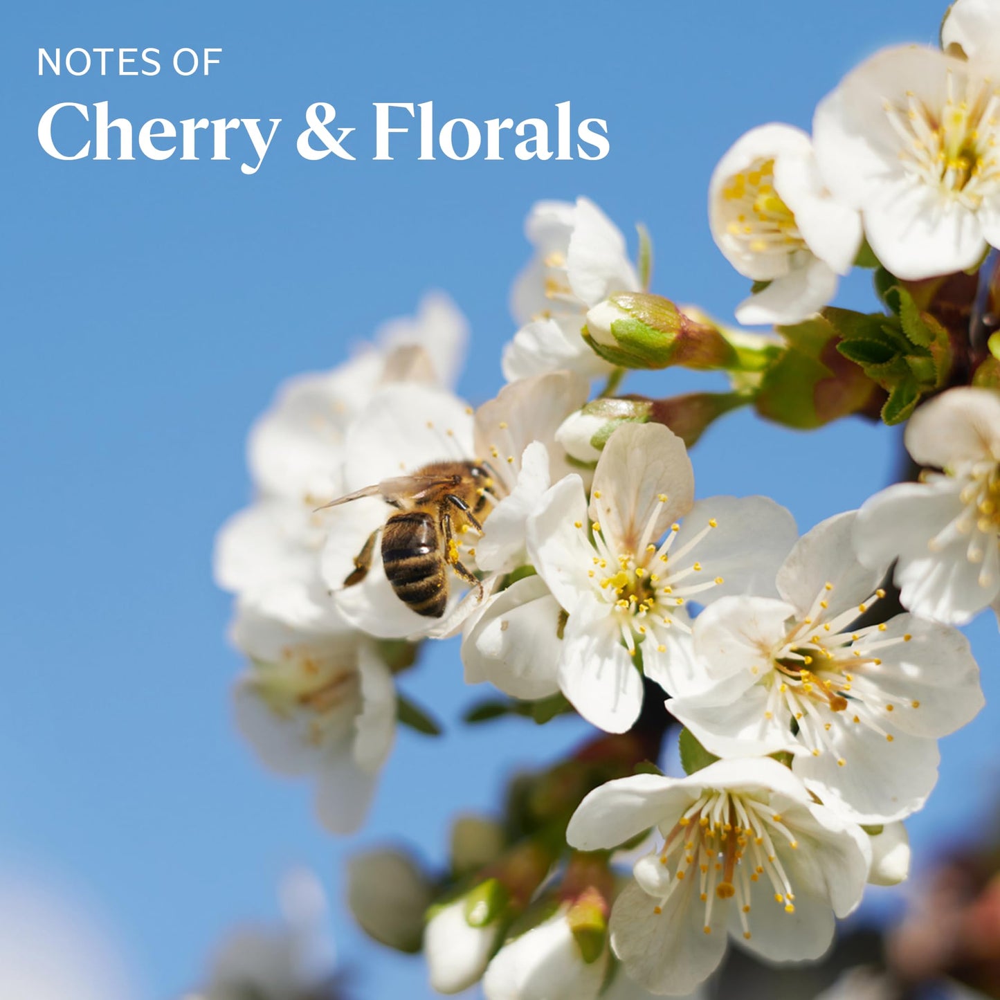 L'OCCITANE Cherry Blossom Shimmering Lotion 16.90 fl oz
