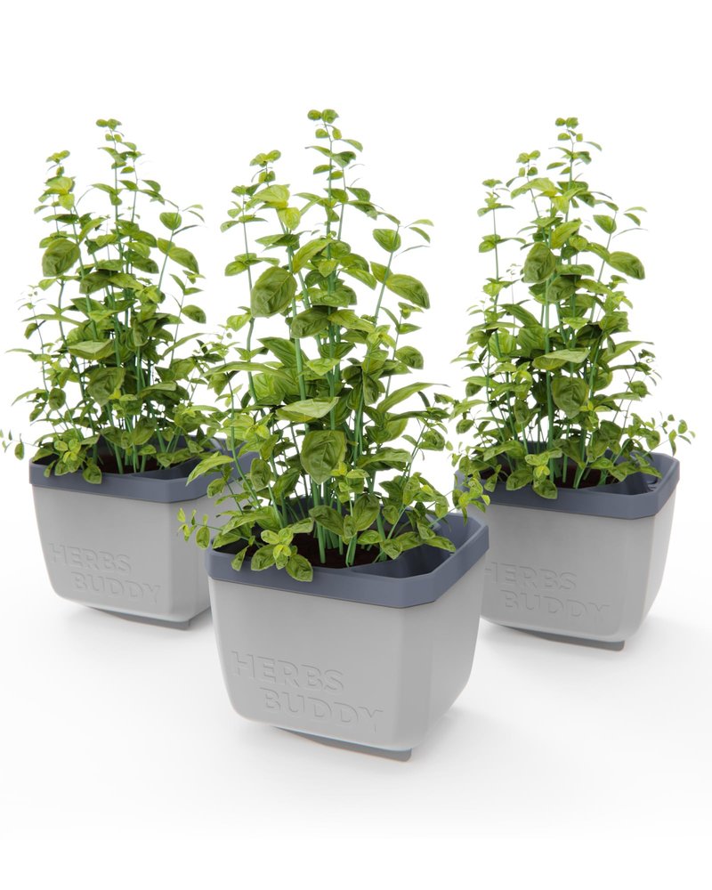 BUZZY Seeds Herb Buddy Self-Watering Herb Planter with Water Level Indicator – Indoor Kitchen & Windowsill Planter (Grey)