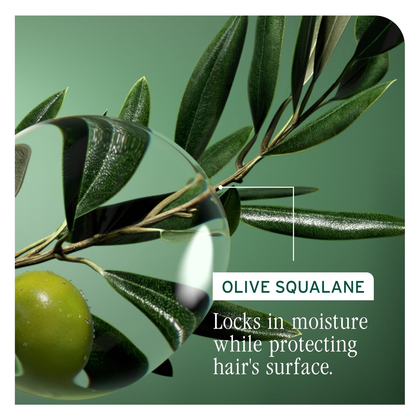 Biolage Strength Recovery Conditioner - Moisturizes & Strengthens Damaged Hair, Softness & Shine, Hydrates and Repairs Damaged Hair, With Olive Squalane & Proteins, Paraben-Free, Vegan, 33.8 Fl Oz