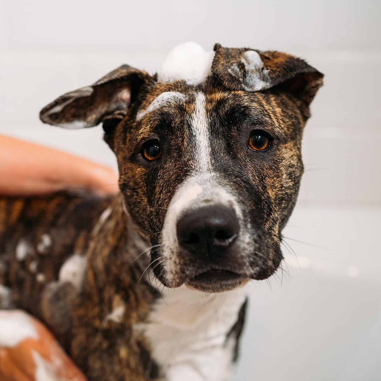 Unite Hair - Doggy 'Poo Shampoo - Hydrating Shampoo that Soothes Skin and Adds Shine to Your Dog’s Coat - Ideal for All Dog Types, 16 Fl Oz