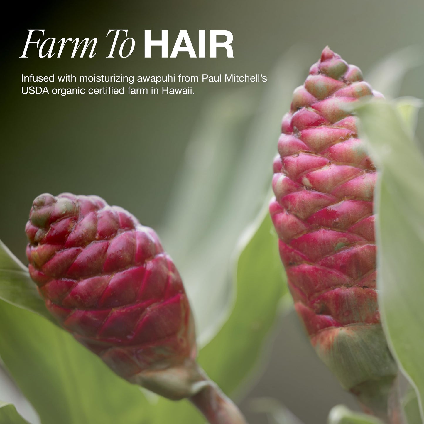 Paul Mitchell Awapuhi Shampoo, Balances Moisture + Adds Shine, For All Hair Types, Especially Fine + Static-Prone Hair, 33.8 fl. oz.