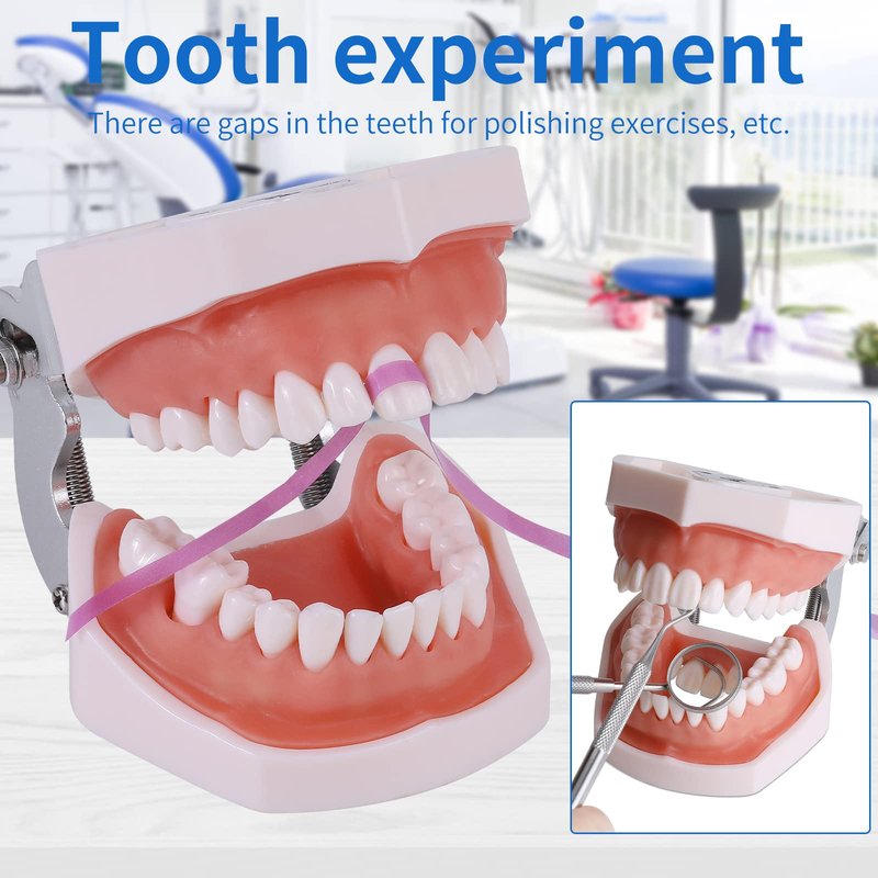 faruijie Typodont Teeth Model - Removable Tooth Teach Practice Model Teaching Study Typodont Demonstration Model Come with a Small Screwdriver