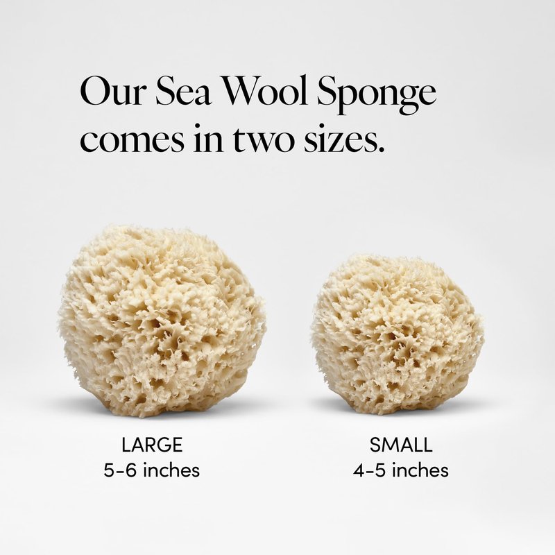 LATHER - Natural Sea Wool Sponge, 5-6" - Organic Exfoliating Body Scrubber - Soft, Gentle Cleansing - Hypoallergenic - All Skin Types - Florida Natural Loofah Sponge - Cruelty Free - Beauty & Skincare