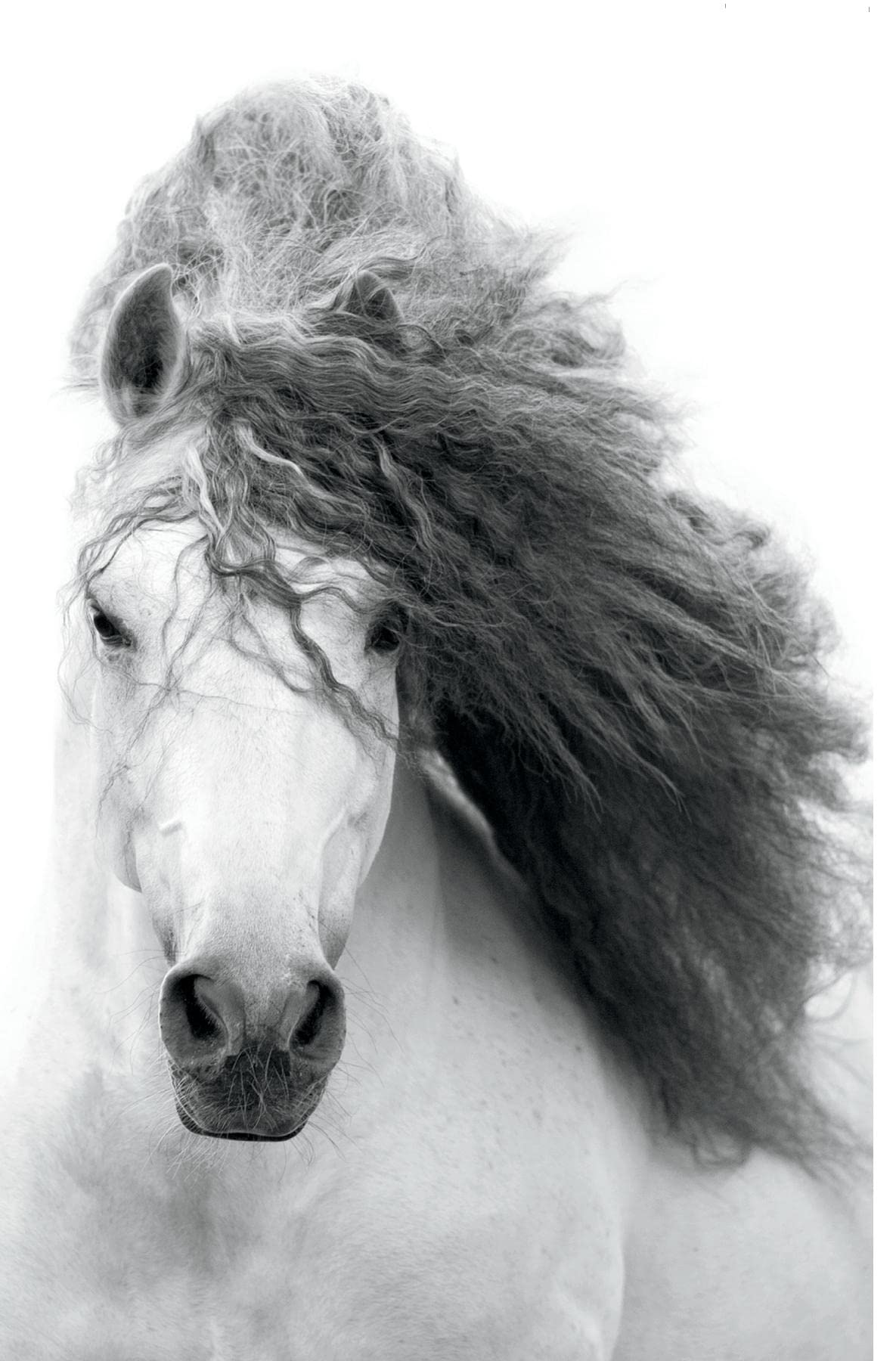 Trends International Grayscale Horse Wall Poster, 22.375" x 34", Unframed Version