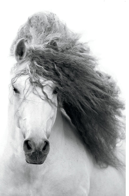 Trends International Grayscale Horse Wall Poster, 22.375" x 34", Unframed Version