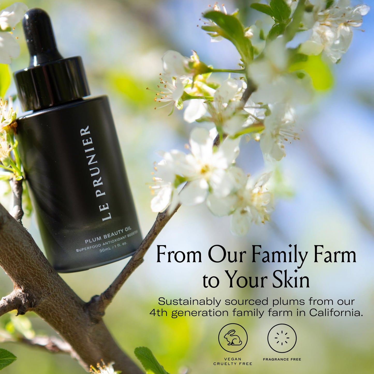 Le Prunier Plum Beauty Oil – Superfood Antioxidant Facial Oil | Vegan, Non-Comedogenic, Multi-Use Moisturizing Oil for Face, Hair & Body | Hydrating, Clean, Cruelty-Free Skincare | 1 fl oz
