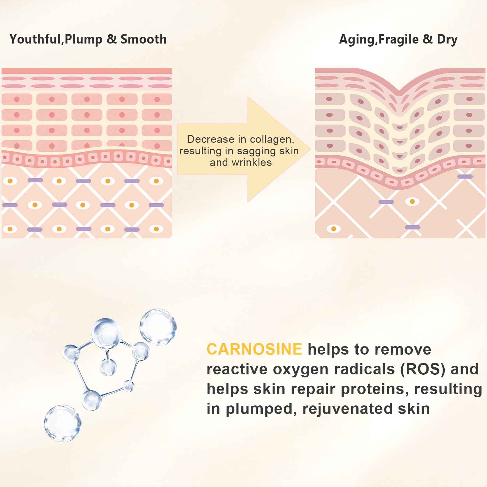 KISSIO Peptide Serum - Anti-Wrinkle Facial Serum with Peptides and Carnosine,Vitamin C,Hyaluronic Acid to Hydrating and Reduce Fine Lines,Skin Care for Face,Vegan,1 Fl Oz