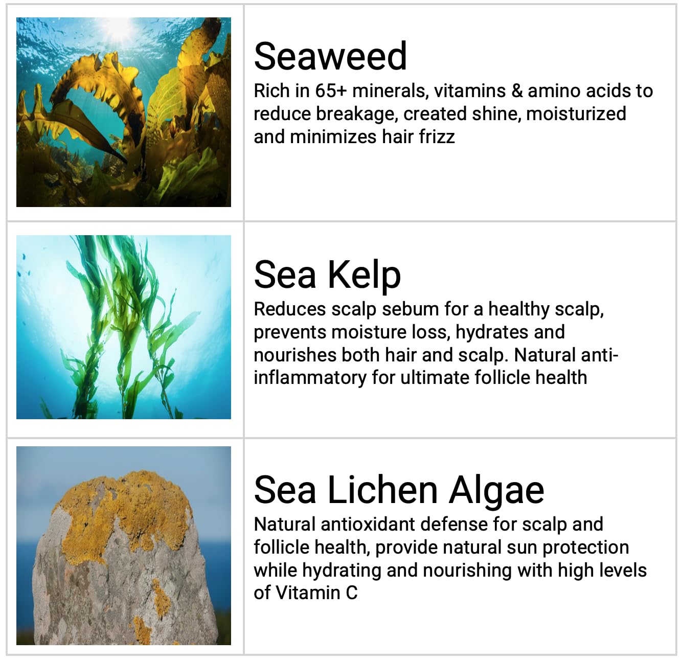 Saltie By 30A Shampoo and Conditioner Set - Seaweed Hydrating Shampoo and Sea Kelp Daily Conditioner to nourish dry damaged hair, repair and bond damange and reduce frizz