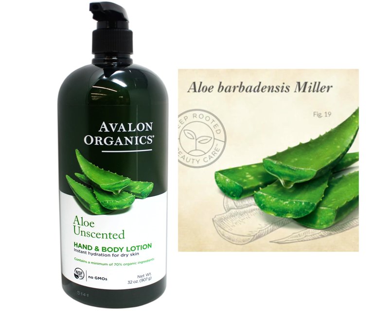 Aloe Unscented Hand & Body Lotion