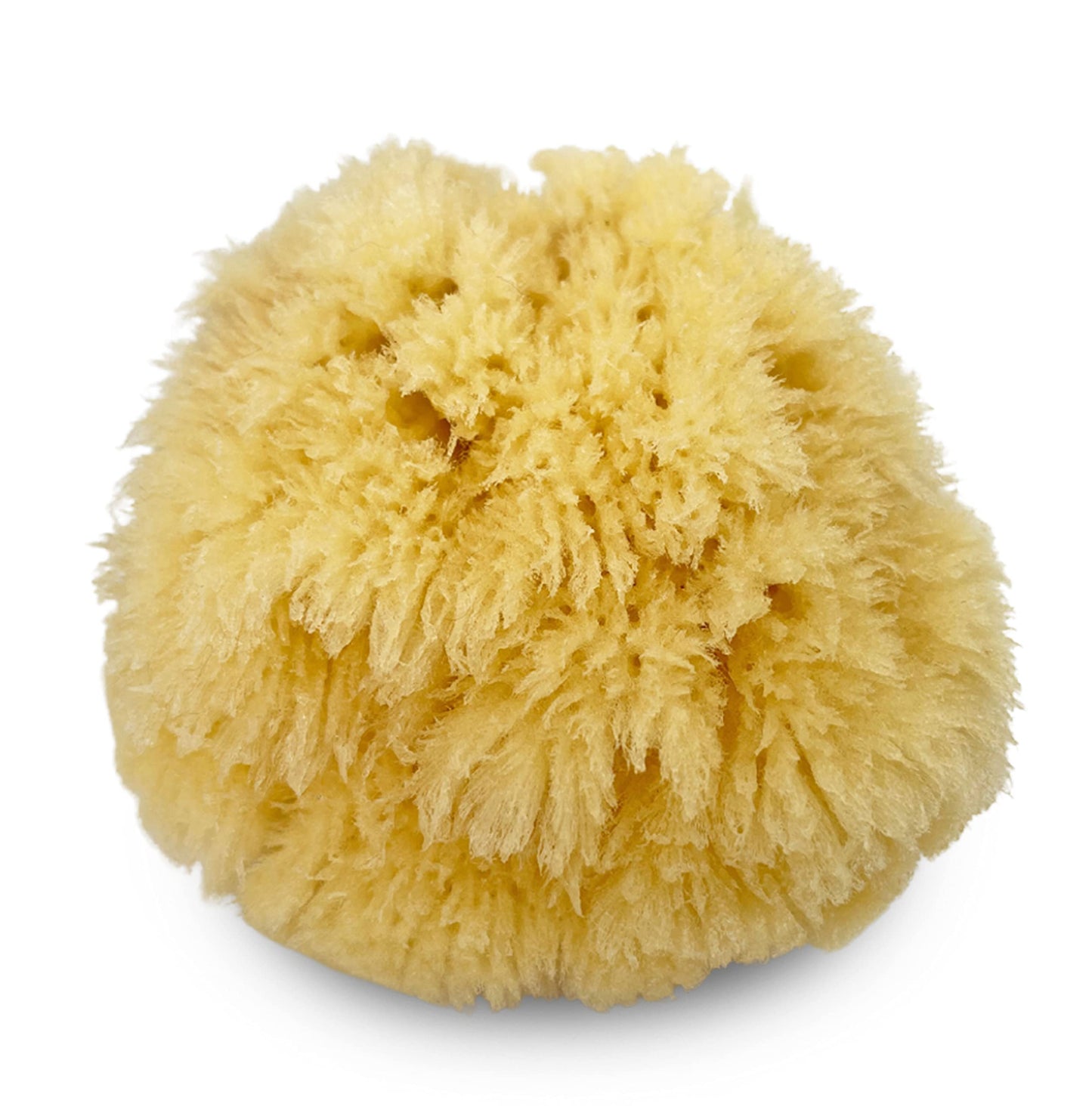 Natural Sea Sponge 5pk Spa Gift Set Bath Shower & Facial Care, Premium Bag