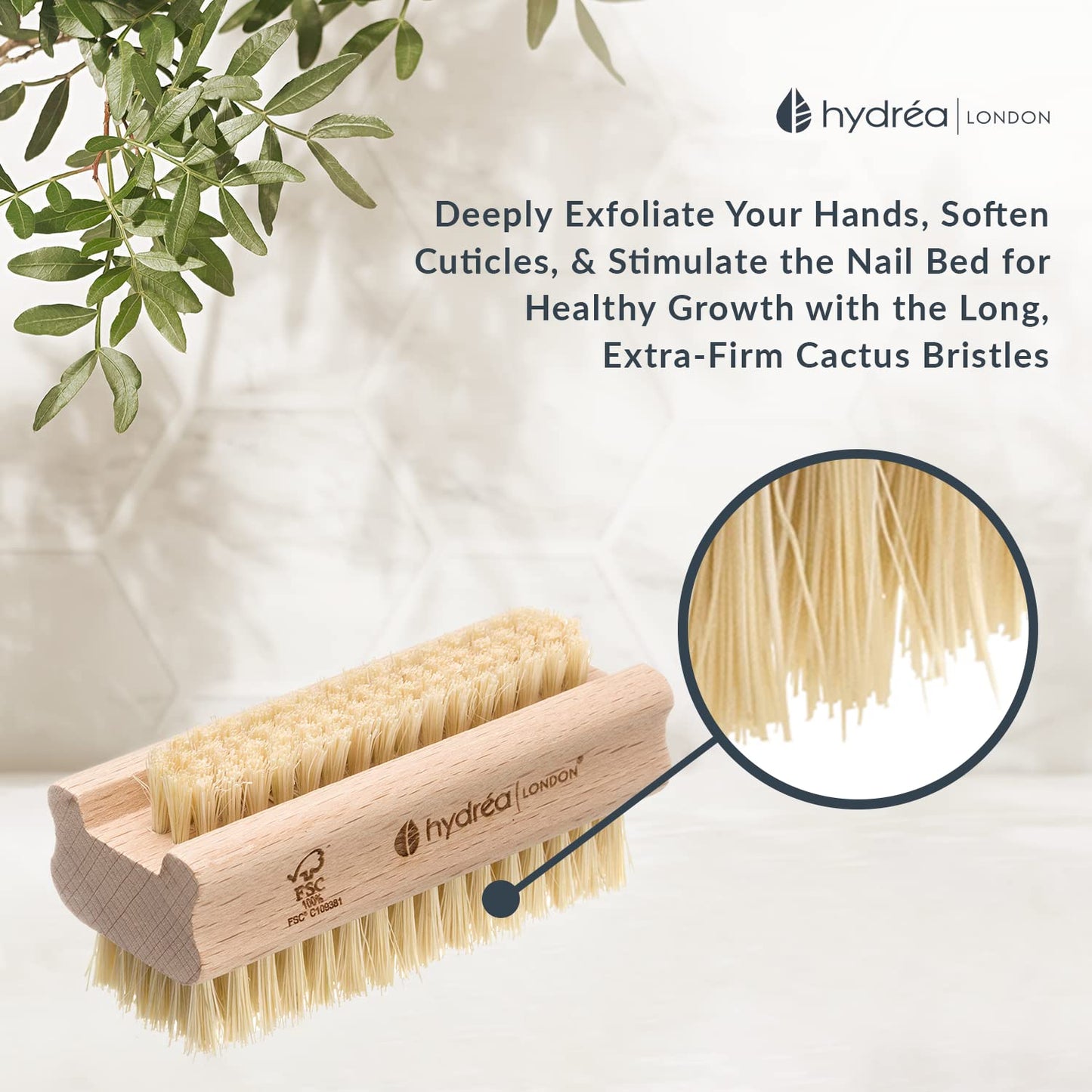 Hydréa London Beechwood Nail Brush Set - Extra Tough FSC® Certified with Firm Cactus Bristles | Twin Pack