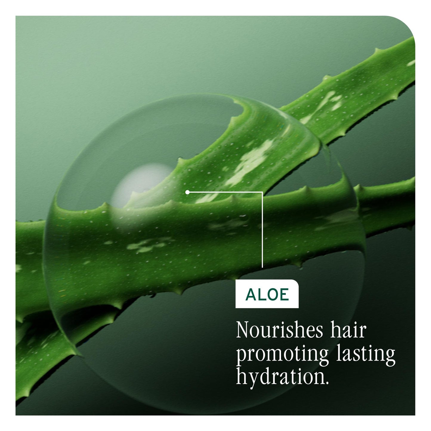 Biolage Hydra Source Detangling Solution - Conditions, Instantly Detangles & Controls Static, For Dry Hair, With Micro-Filtered Aloe Vera & Fermented Hyaluronic Acid, 13.5 Fl Oz, Packaging may vary