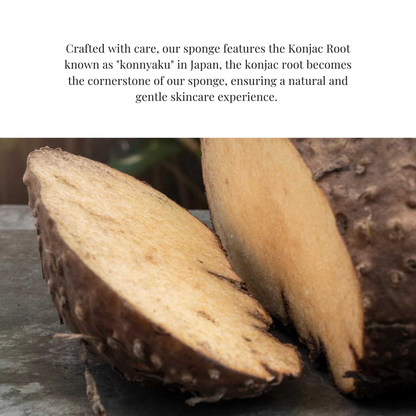 Konjac Body Sponge: Natural Exfoliating Shower Sponge from Konjac Root - Gentle Daily Body Cleanser for Radiant Skin - Vegan, Cruelty-Free, Made in Japan - Suitable for Sensitive Skin