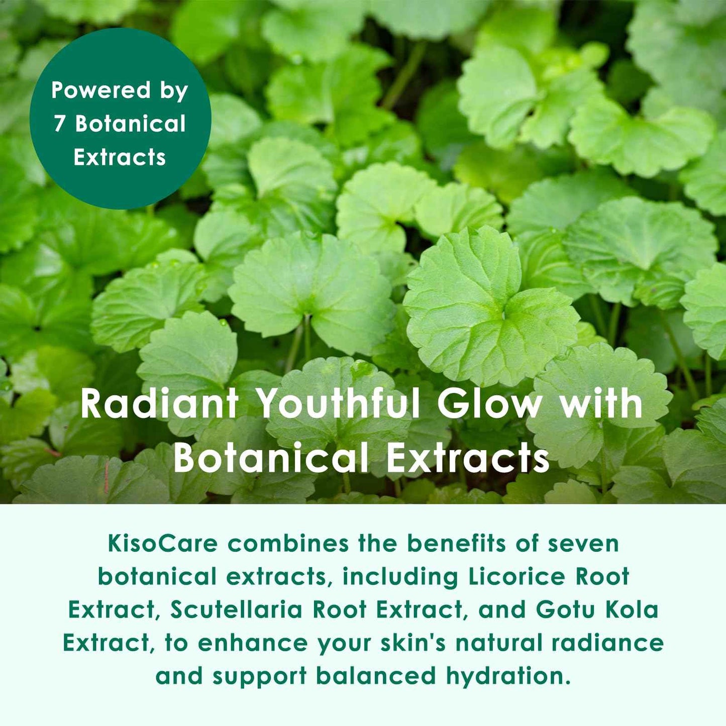 KisoCare 20% Niacinamide Cream (50 g), Tuboxa Extract, CICA, Aloe Vera Extract, Plants, Stem Cell Extract, Hyaluronic Acid