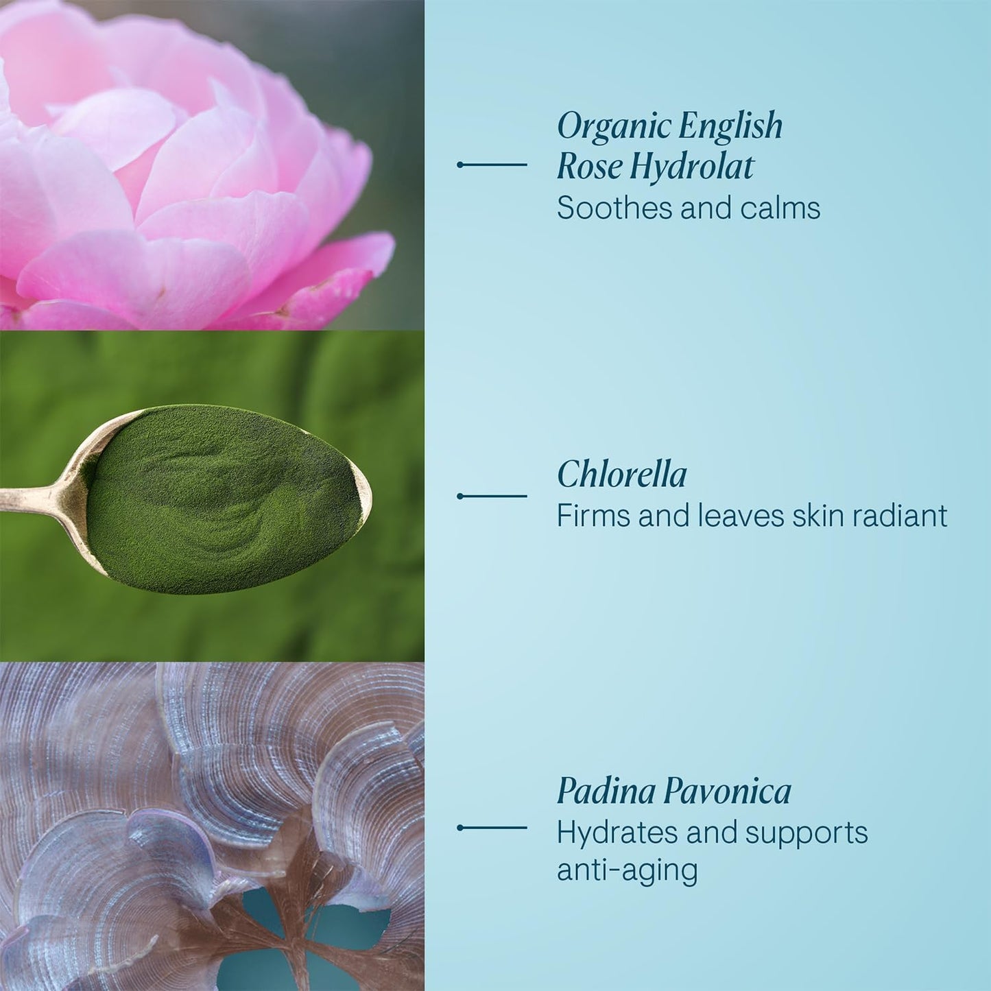ELEMIS Pro-Collagen Rose Marine Cream
