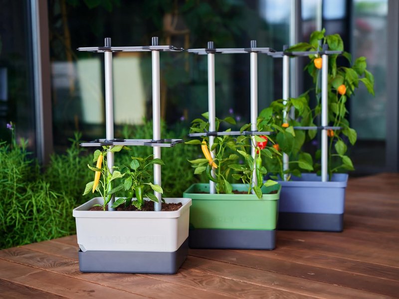 Charly Chili Self-Watering Planter with Vertical Trellis | 1.2 Gal Capacity for Peppers & Eggplants - Grey