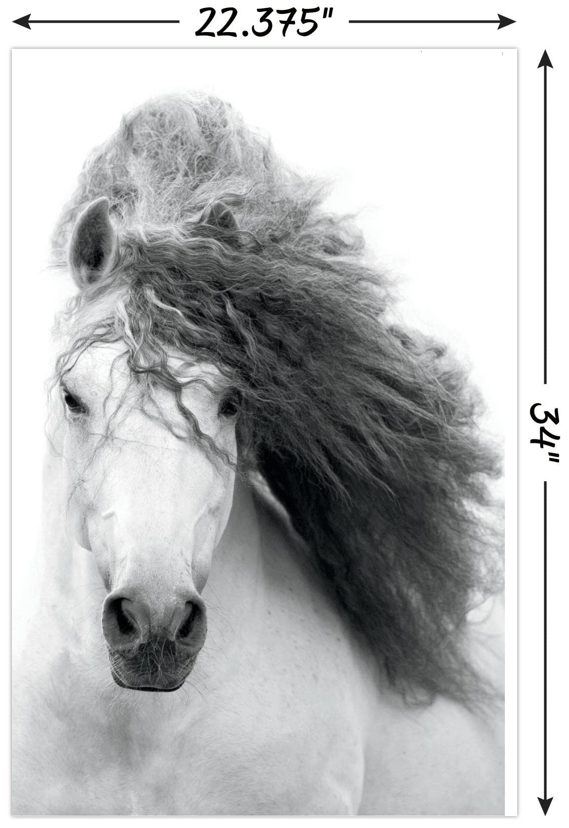 Trends International Grayscale Horse Wall Poster, 22.375" x 34", Unframed Version