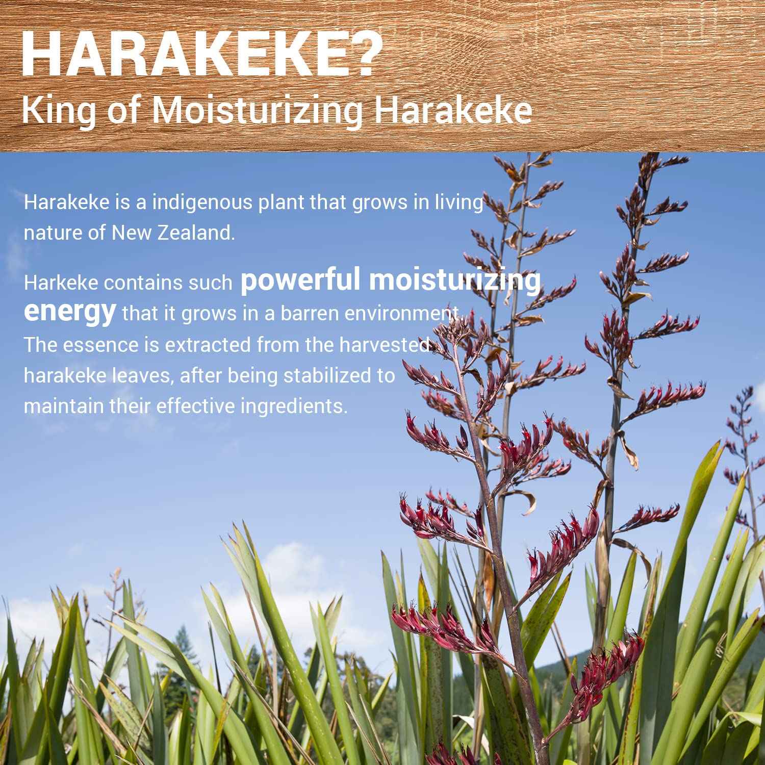 THESAEM Urban Eco Harakeke Deep Moisture Sleeping Pack 2.7 fl.oz. - Vegan Moisturizing Overnight Face Mask for Dry Skin - Skin Smoth Hydrating Night Cream - Harakeke Root Extract and Ceramides