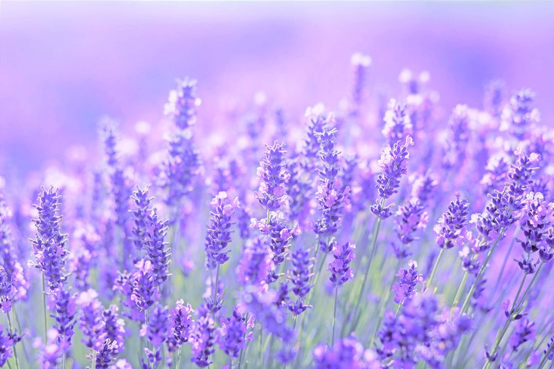 Thracian Bulgarian Beauty Lavender Oil with Bio Premium Certified Bulgarian Lavender, Anti-aging, Moisturizing Oil for Face, Body and Hair in 1.01 fl oz Glass with Dropper