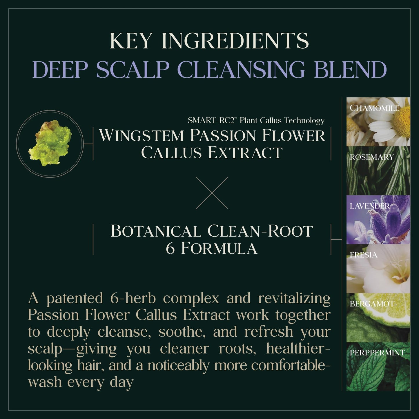PUREBBLE Deep Cleansing Botanic Cellcare Shampoo 500ml, 16.90 fl oz | Sulfate-Free, Paraben-Free and Color-Safe | pH Balancing