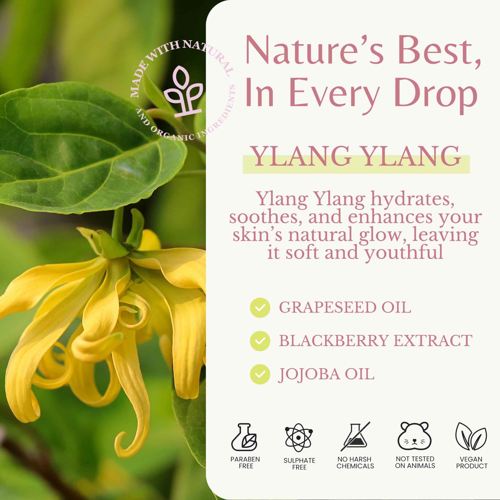 EDENIKA BOTANICALS Ylang Ylang Body Wash, Cleanses, Nourishes & Hydrates, Gentle Shower Gel for Dry and Sensitive Skin, Women & Men, Organic & Natural, 16 fl oz, 2-Pack