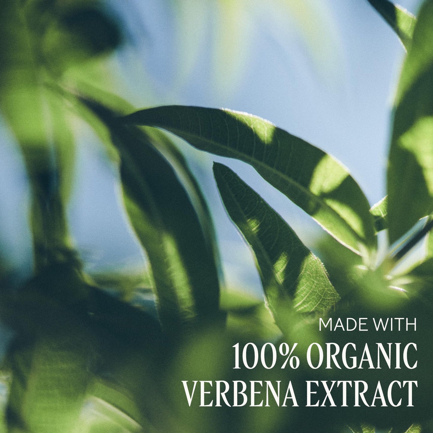 L'OCCITANE Shea Butter Liquid Hand Soap Enriched with Organic Verbena. 16.90 fl oz