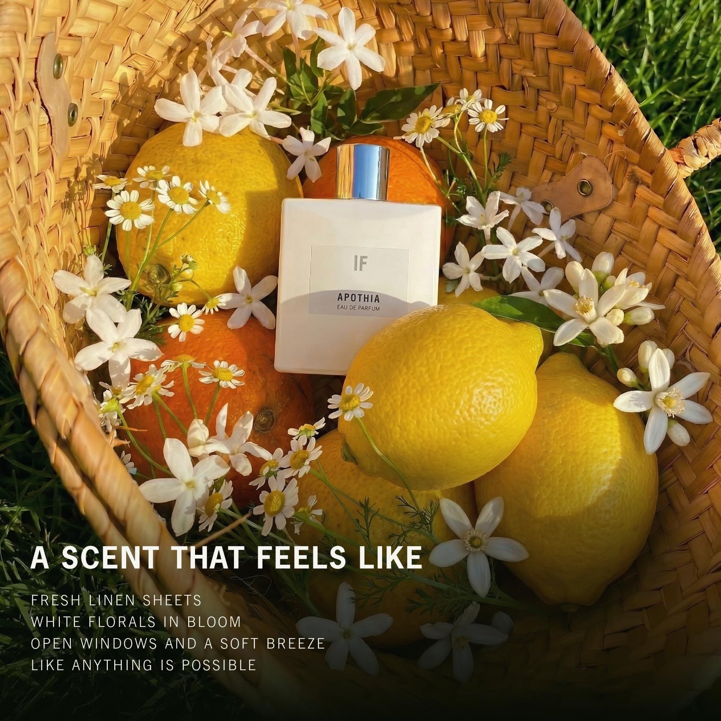 APOTHIA Eau de Parfum | IF | Bergamot, Gardenia, Tuberose, White Jasmine & Musk | Clean, Long Lasting Perfume for Women | Non-Toxic, Cruelty Free Fragrance | 50 ml