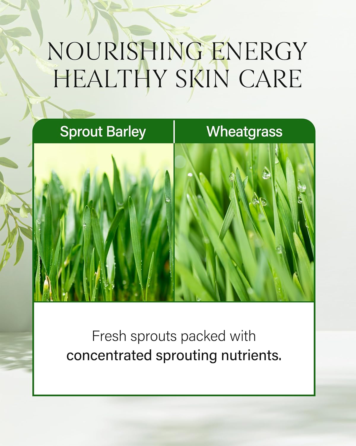 About Me Sprout Mild pH Cleansing Oil | Korean Oil Cleanser for Sensitive Skin - Daily PHA Exfoliation with Wheat & Broccoli Sprout - 6.59oz, 195ml