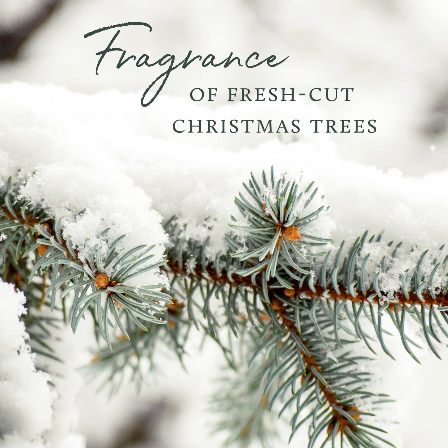 Thymes Frasier Fir All-Purpose Cleaner - Biodegradable Cleaner with Natural Essential Oils - Household Spray for Cleaning Bathrooms, Kitchens, Counters, and Other Surfaces (16 fl oz)