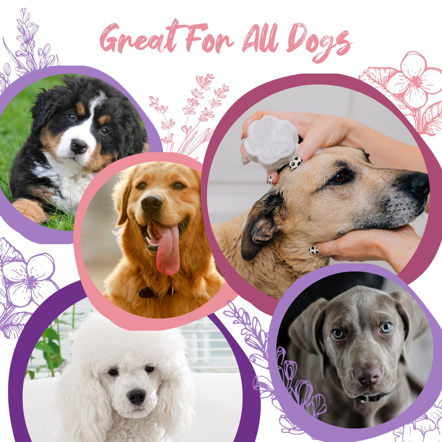 Pawson Dog Shampoo Bar - Natural Pet Shampoo with Rice Water and Aloe for Animals, Puppy Essentials, Peony Vanilla Scent