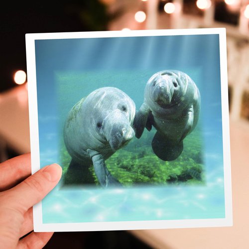3dRose 2 Manatees looking At You - Greeting Cards, 6 x 6 inches, set of 6 (gc_39647_1)