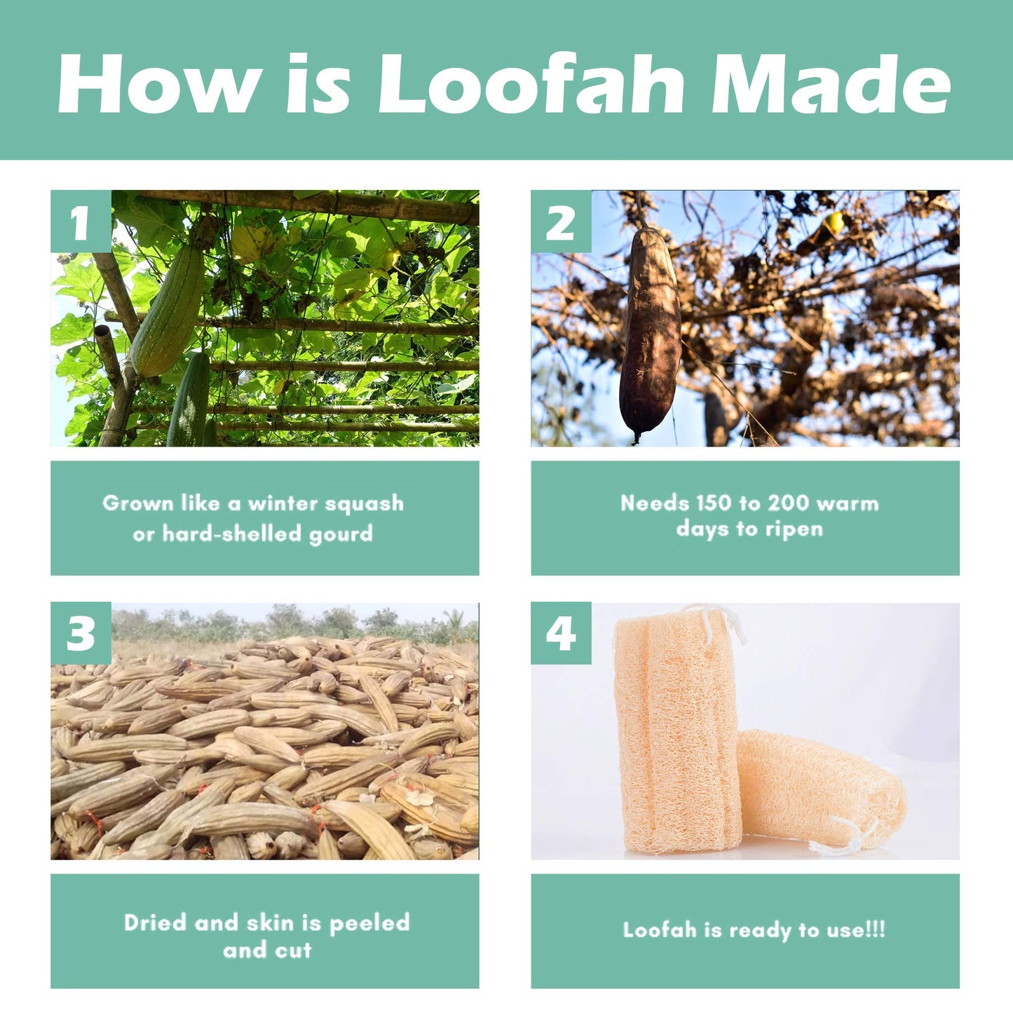 Indigenous Living – Natural Loofah for Bathing Exfoliating Scrubbers | Organic Bath Sponge for Spa Shower | Face, Back and Body Scrubber | Eco-Friendly (6 Large Natural Loofah)