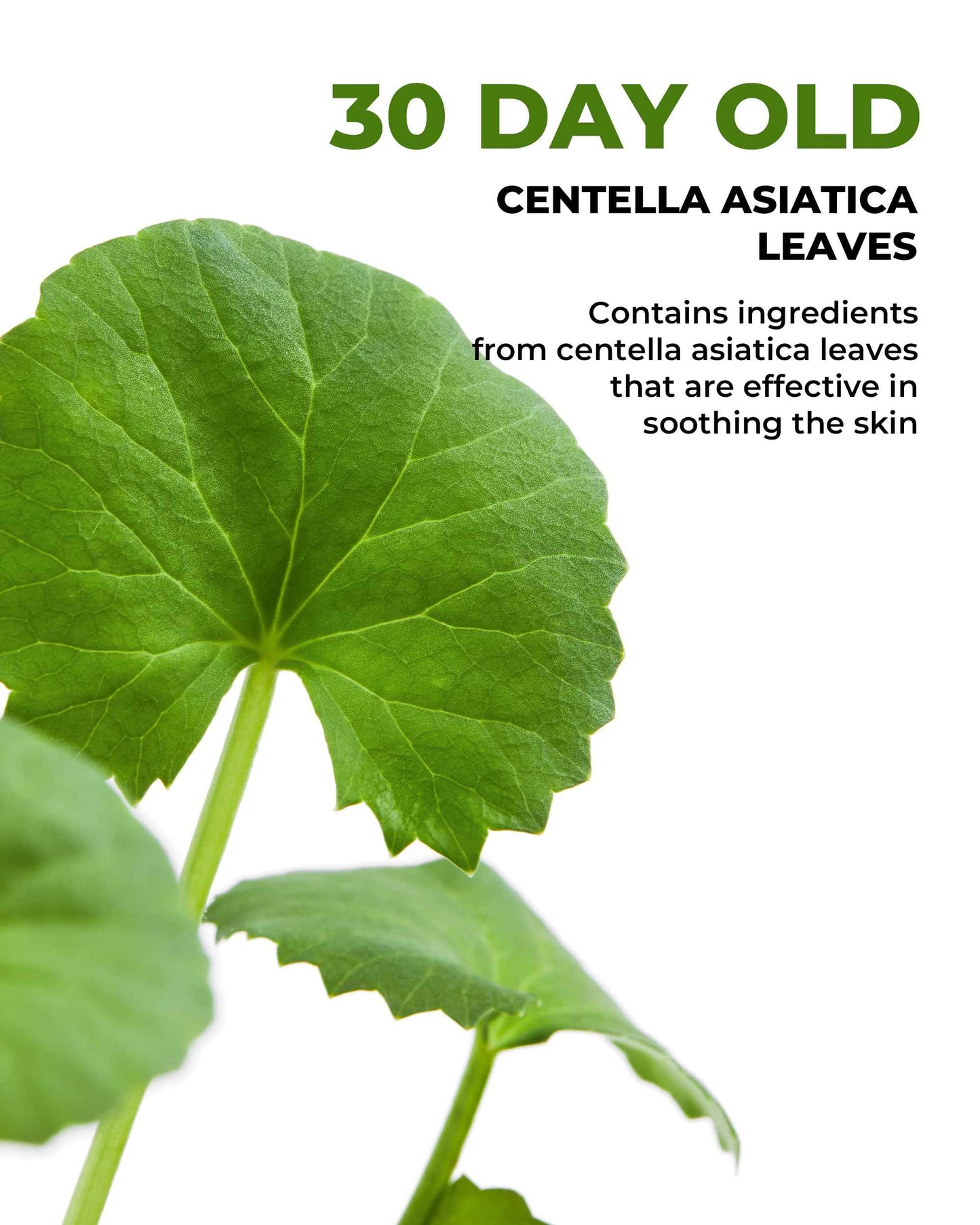DERMAFIRM Cica AC Spot Cream - Centella Asiatica Hydrating Cream for Face - Age Defying Korean Beauty Acne Care Niacinamide Zit Face Moisturizer for Dry Sensitive Skin 0.53 oz