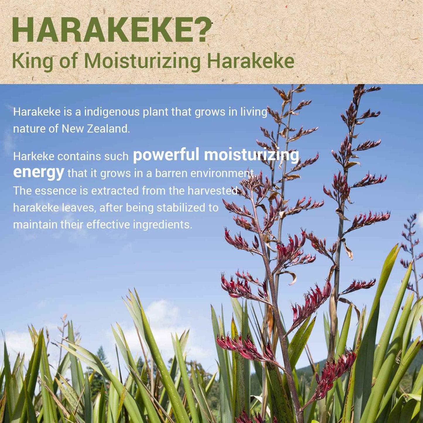 THESAEM Urban Eco Harakeke Cream 1.69oz. – Vegan Face Moisturizer with Harakeke Extracts and Hyaluronic Acid - Soft Melting Texture Facial Cream for Hydration and Intense Nourishment