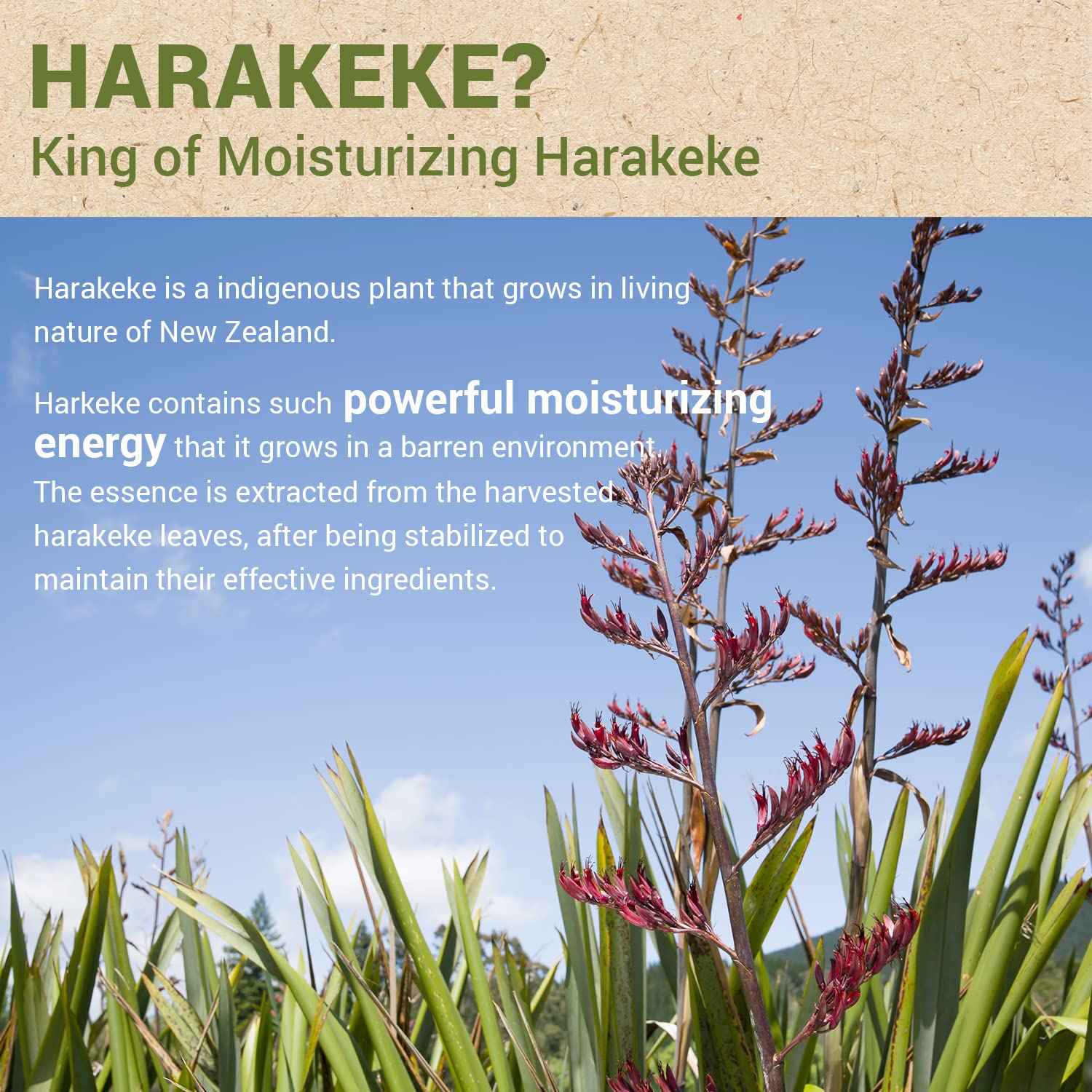 THESAEM Urban Eco Harakeke Cream 1.69oz. – Vegan Face Moisturizer with Harakeke Extracts and Hyaluronic Acid - Soft Melting Texture Facial Cream for Hydration and Intense Nourishment